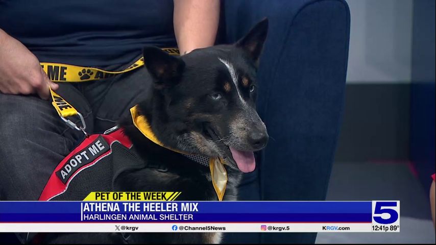 Pet of the Week: Athena the Heeler mix