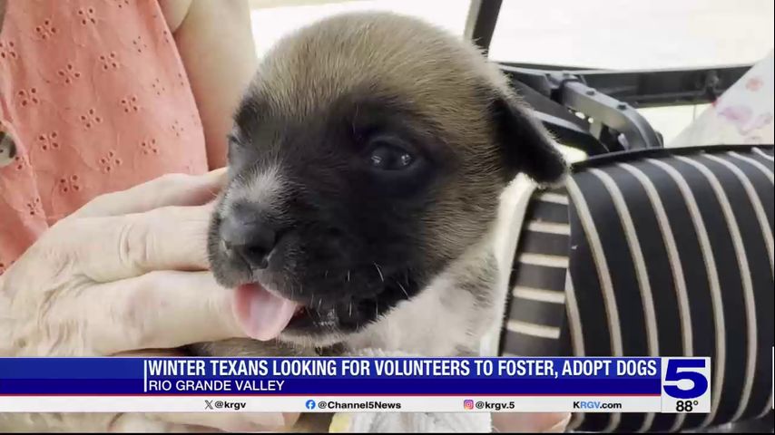 Winter Texans seeking volunteers to foster, adopt stray dogs found in La Joya