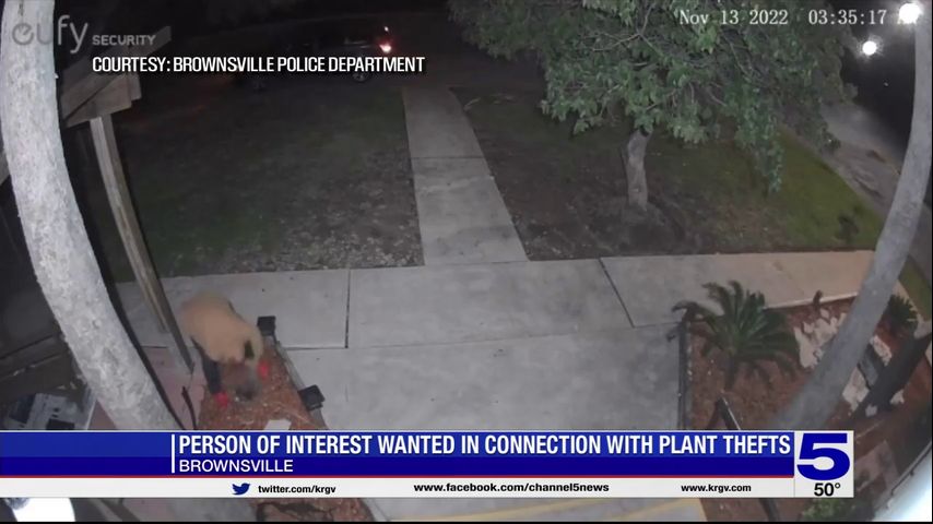 Brownsville police searching for person of interest accused of stealing a palm tree