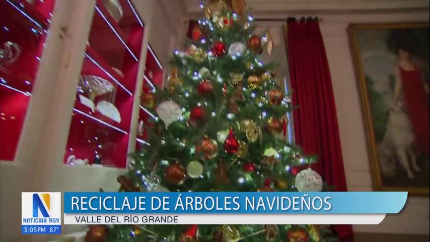 Ciudades del Valle inician campaña de reciclaje de árboles navideños