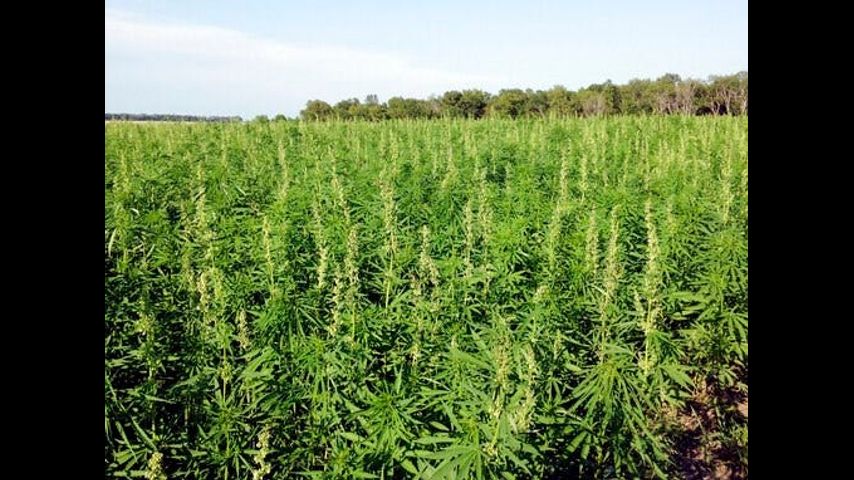 State, federal laws now allow Arizona farmers to grow hemp