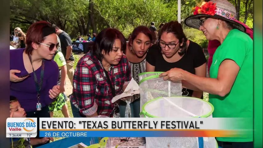 Realizan festival de mariposas en Mission