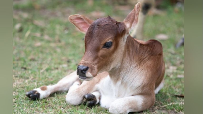 baby zebu