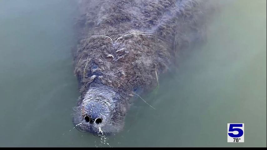 Rare manatee sighting in Laguna Madre