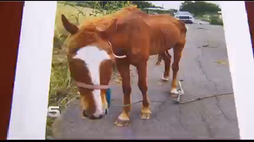 County Official Explains Steps Made to Ensure Animal Neglect Claims are Processed