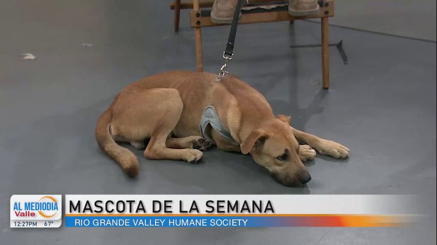 Río Grande Valley Humane Society nos presenta a la mascota de la semana