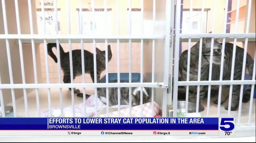 Brownsville animal shelter launches spay and neuter program to combat stray cat population