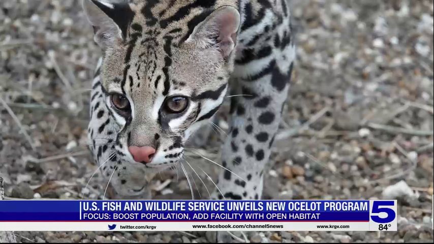 Everything we know about the ocelot rewilding plan in South Texas
