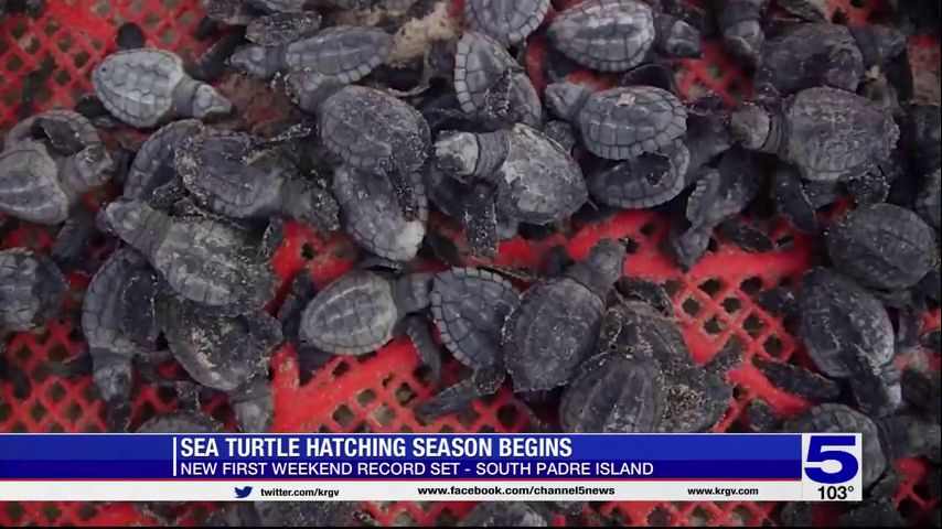 Sea turtle hatching season begins at SPI