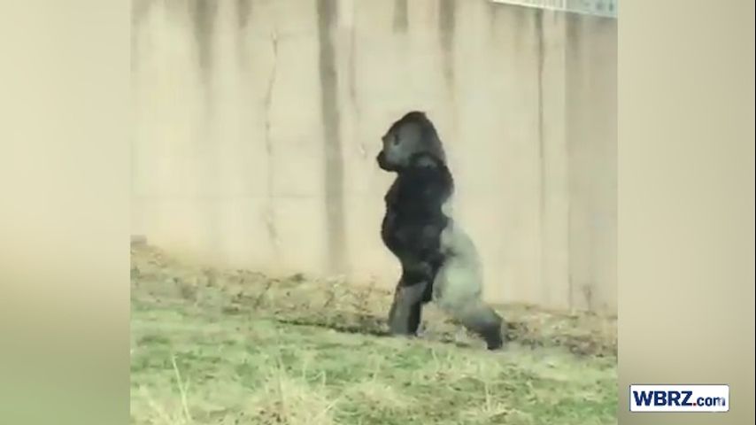 WATCH: Gorilla caught on camera taking a stroll