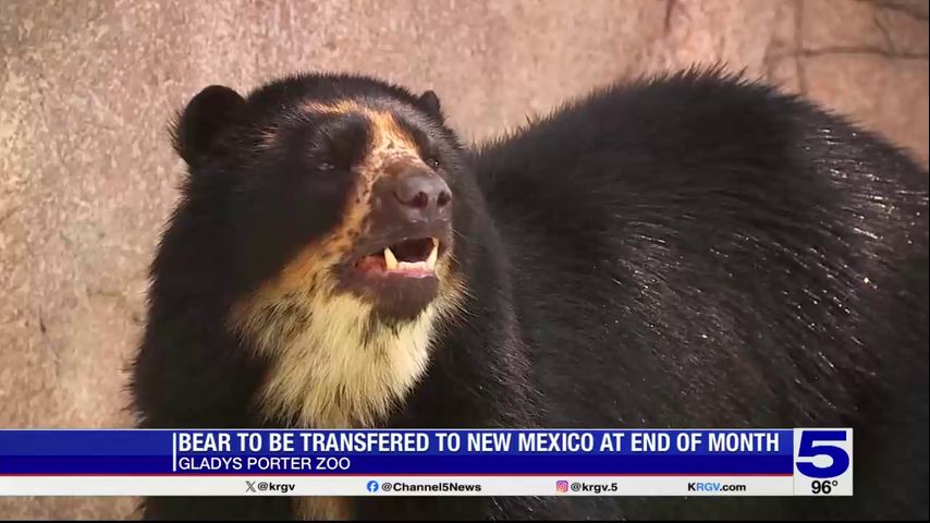 Escape artist bear transferring from Gladys Porter Zoo