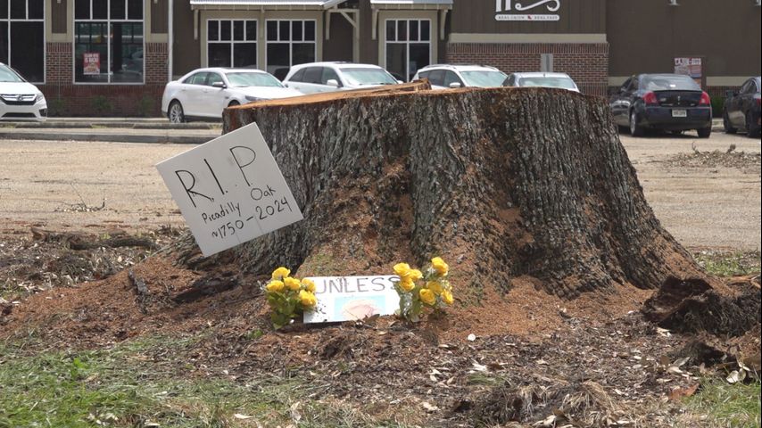 City of Gonzales considers new ordinance to protect historic trees from destruction