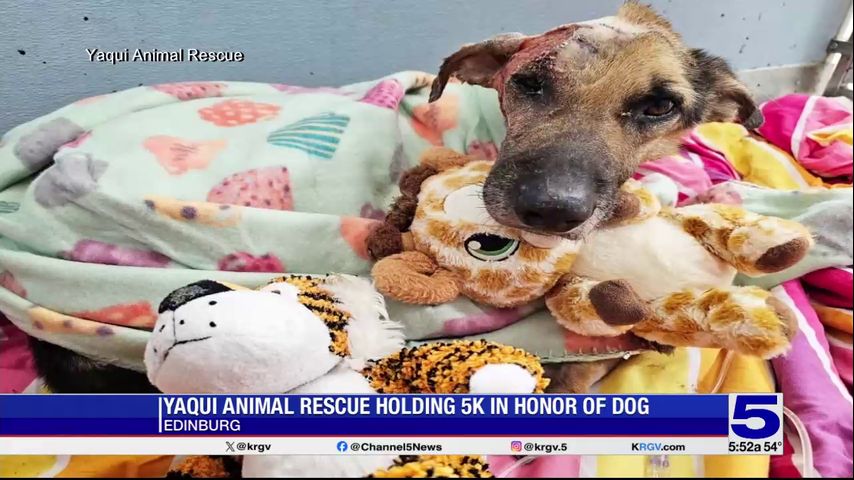 Yaqui Animal Rescue holding Edinburg 5K run in honor of abused dog