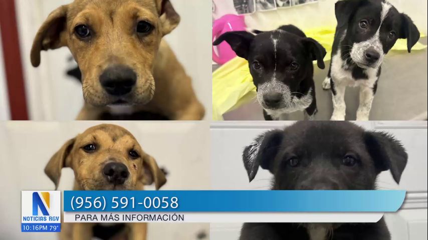 Búsqueda de refugio temporal para mascotas en la ciudad de Mission