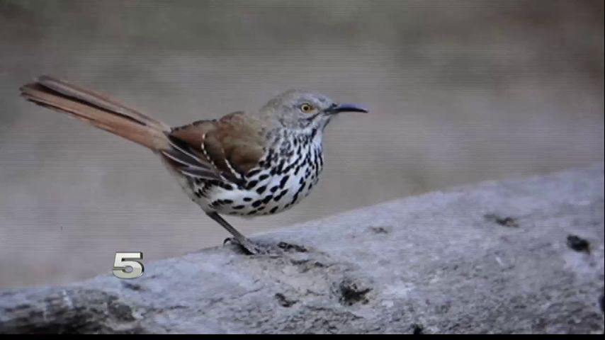 CON MI GENTE: 26th Annual Birding Festival in Harlingen