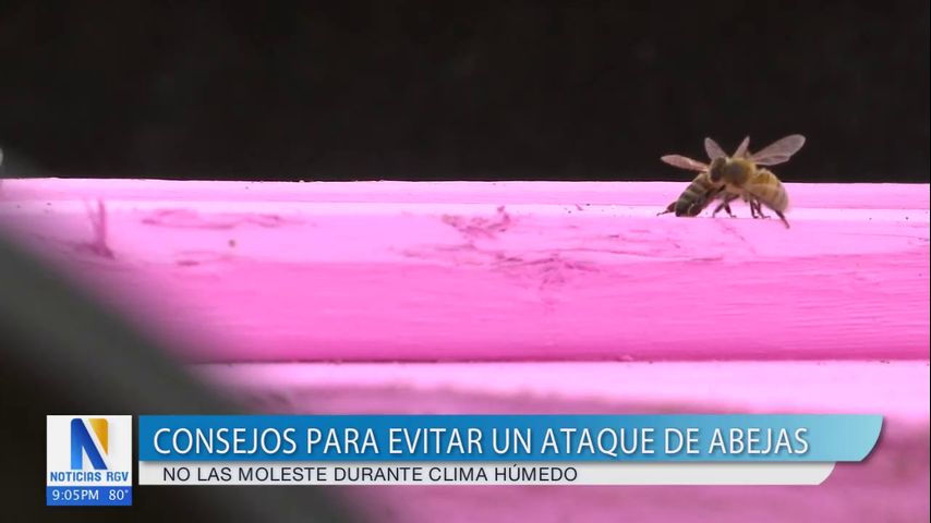 Apicultor brinda consejos para evitar las picaduras de abejas