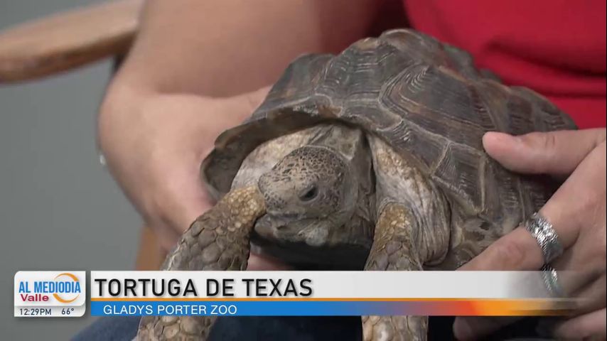 Desde el Zoológico: ¡La tortuga de Texas!