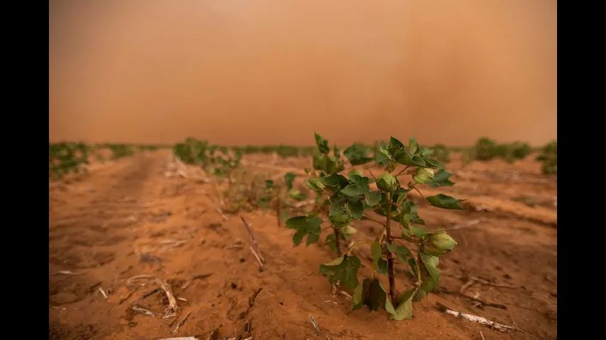 Texas’ cotton industry is facing its worst harvest in years — costing the state more than $2 billion