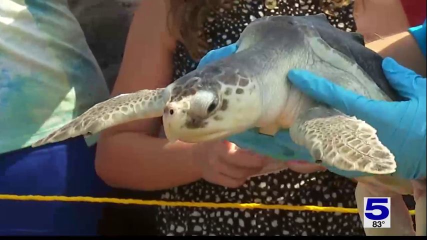 Sea turtles released following rehab at South Padre Island