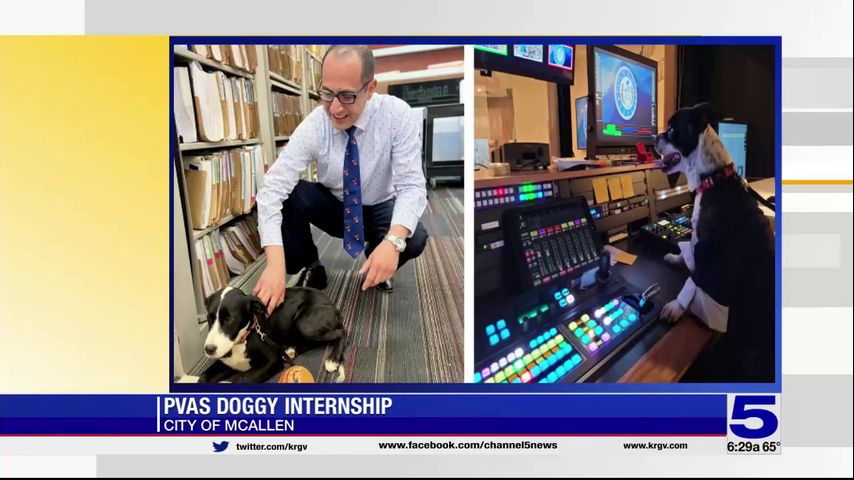 PVAS dogs intern at city of McAllen