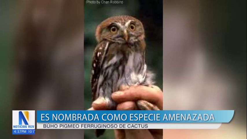 Agencia de pesca y vida silvestre declara al búho como especia