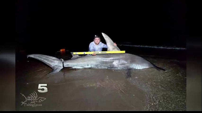 Increase of Shark Sightings at SPI