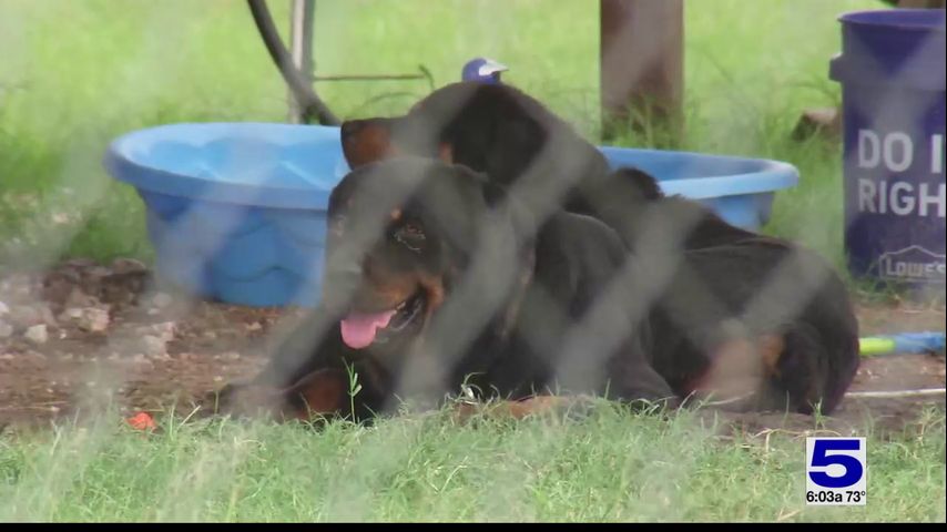 Local vet provides tips on keeping your pet from overheating