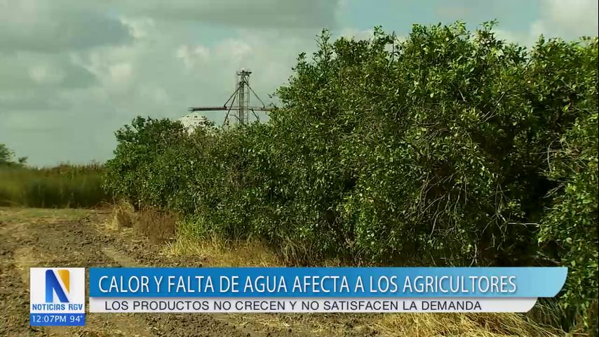 Calor y falta de agua afecta la producción de los agricultores del Valle