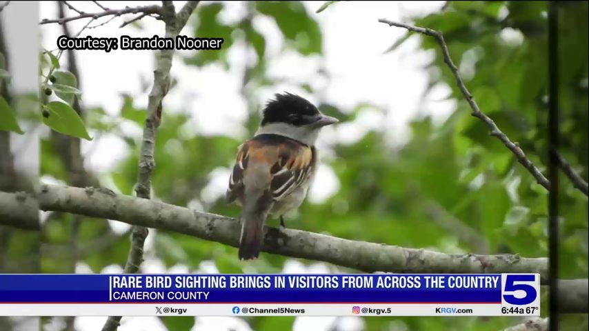 Rare bird sighting brings in visitors from across the country to Cameron County park