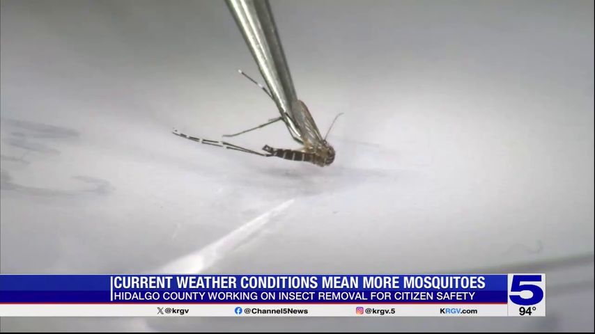 Hidalgo County task force helping test mosquitoes for illnesses