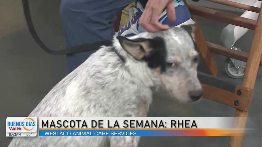 Comunidad: Conozca a Rhea, la mascota de la semana