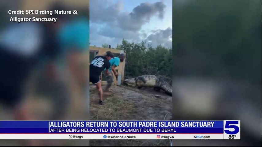 Alligators return to South Padre Island sanctuary following Beryl relocation