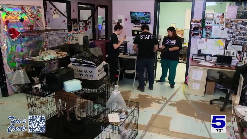 Harlingen officials, Humane Society spar over alleged misuse of taxpayer money