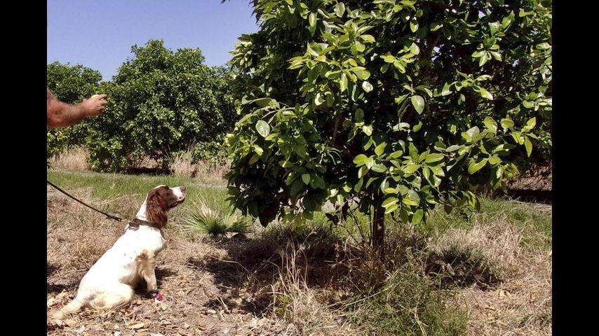 Dog sleuths sniff out crop disease hitting citrus trees