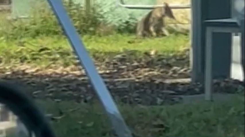 Coyote sightings becoming more common in Baton Rouge, experts explain why