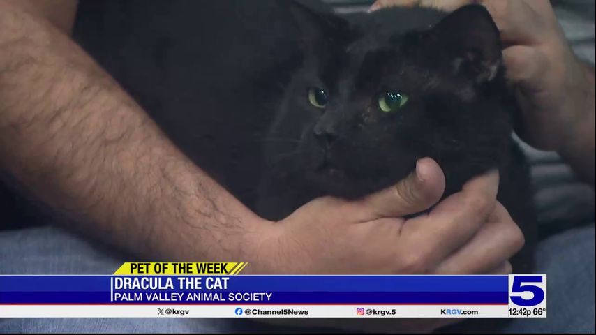 Pet of the Week: Dracula the cat