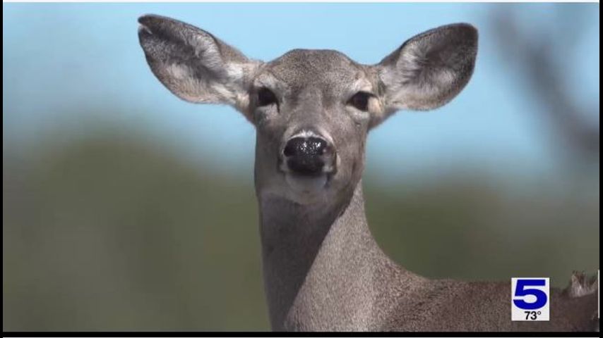 Biologists worry next COVID mutation can come from Texas deer