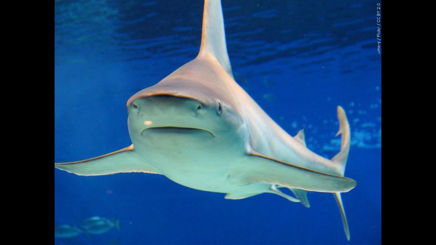Bull shark population increasing, rising temperature in the Gulf of Mexico may be a factor