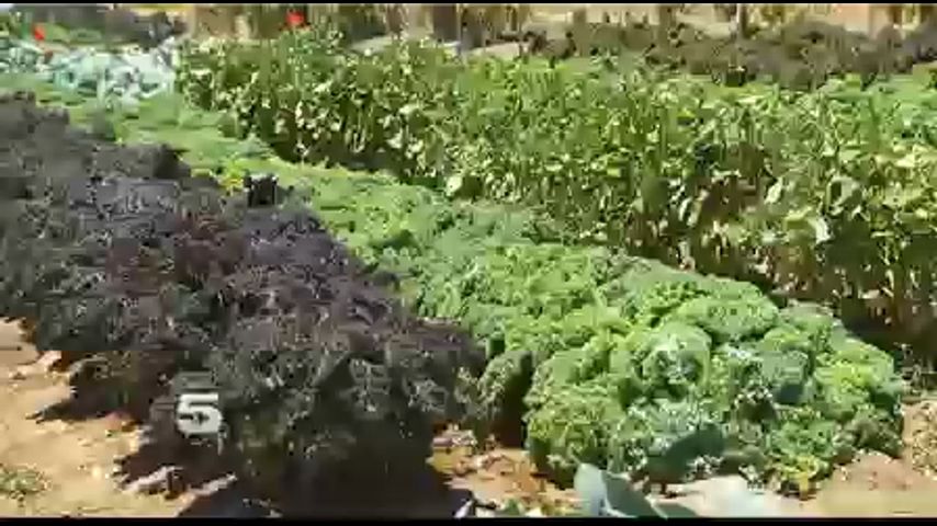 Plaga Pudre Cosecha de Temporada de Repollo 