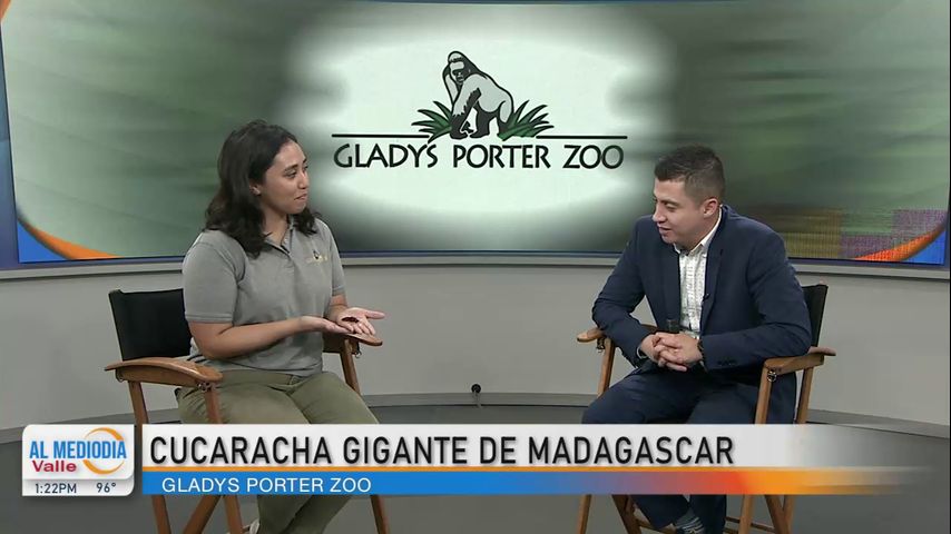 Desde el Zoológico: La cucaracha silbadora de Madagascar