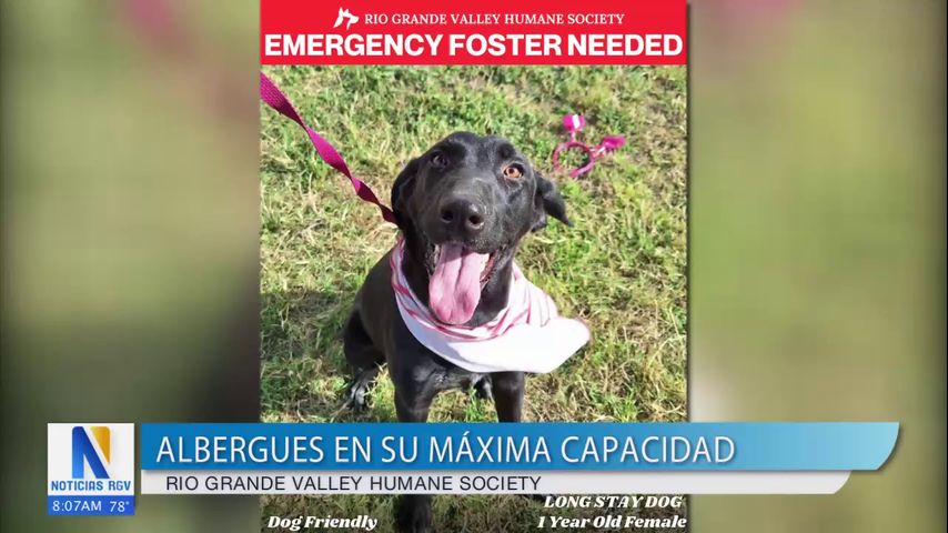 RGV Humane Society en Mission solicita urgente refugio para mascotas