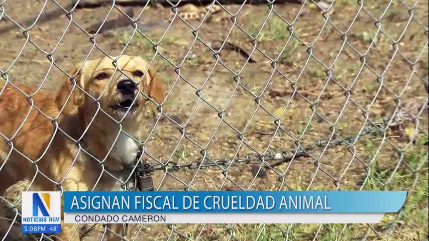 Condado Cameron crea fiscalía especializada para combatir el maltrato animal