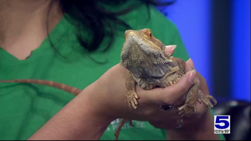 Zoo Guest: Bearded dragon