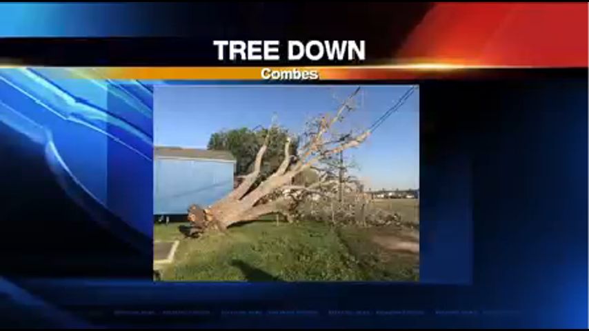 Strong Winds Uproot Massive Tree in Combes