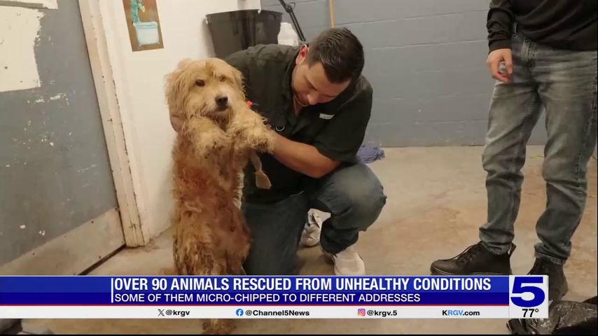 Animals rescued from McAllen home microchipped, PVAS working to alert owners