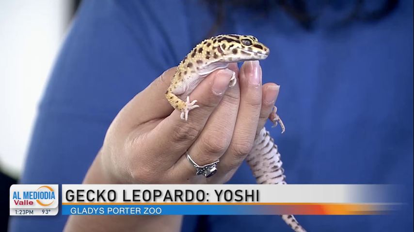 Desde el Zoológico: ¡Yoshi, el geco leopardo!