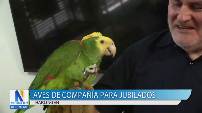 Aves de compañía para jubilados