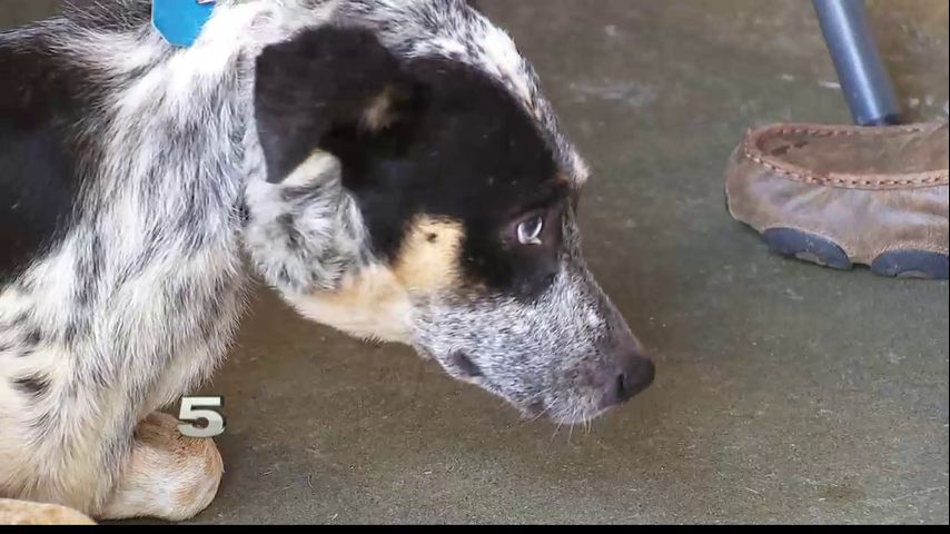 Dogs Rescued from Warehouse Waiting to be Adopted, Reunited with Owners