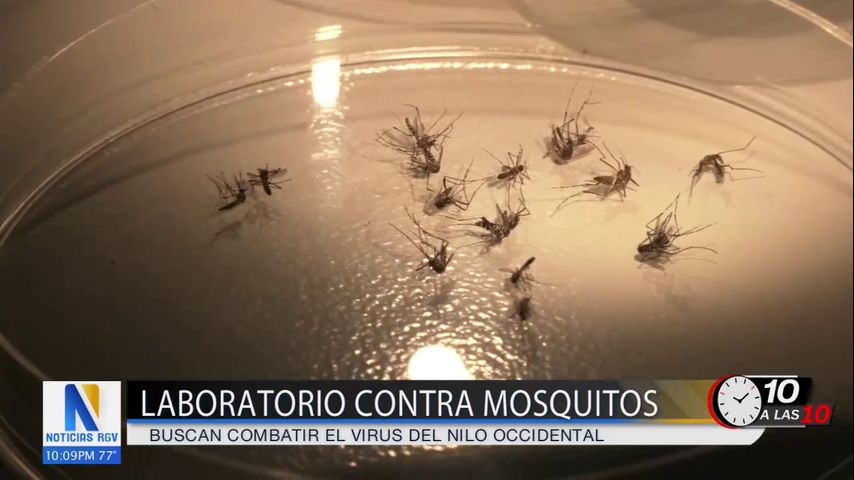 Brownsville crea laboratorio de mosquitos para combatir virus del Nilo Occidental