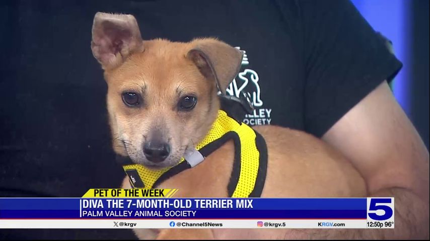 Pet of the Week: Diva, the seven-month-old Terrier mix